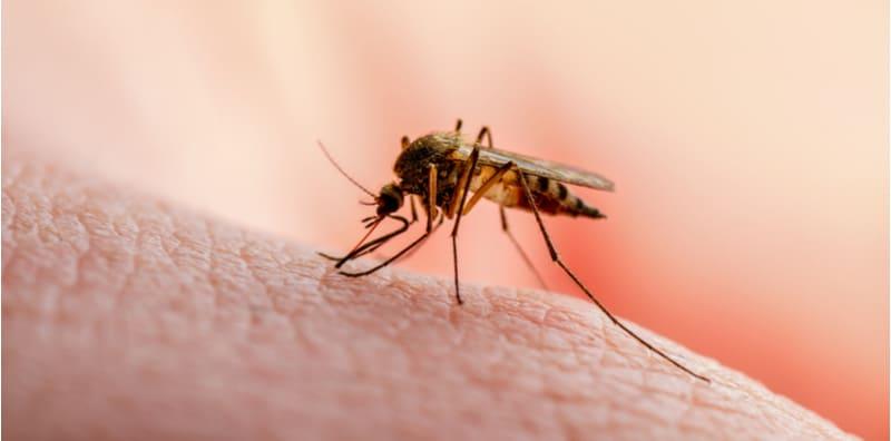 HIV Tersebar Melalui Seks Bebas, Tapi Benarkah Gigitan Nyamuk Juga Boleh Sebarkan Virus Ini?