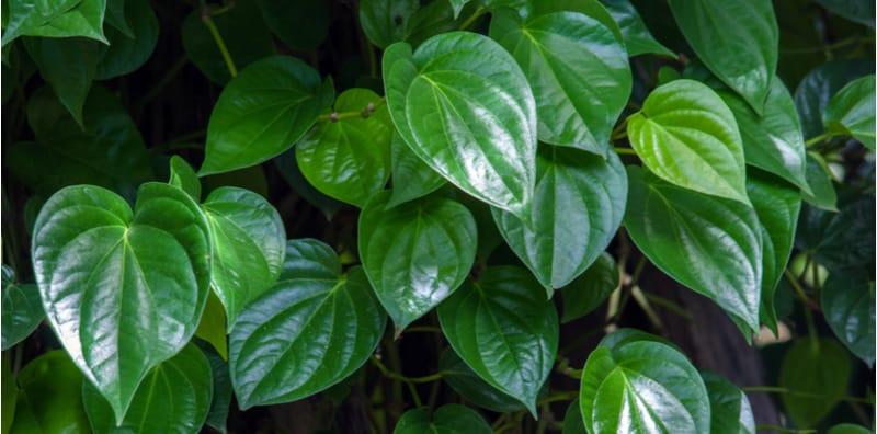 khasiat-daun-sirih-untuk-mata