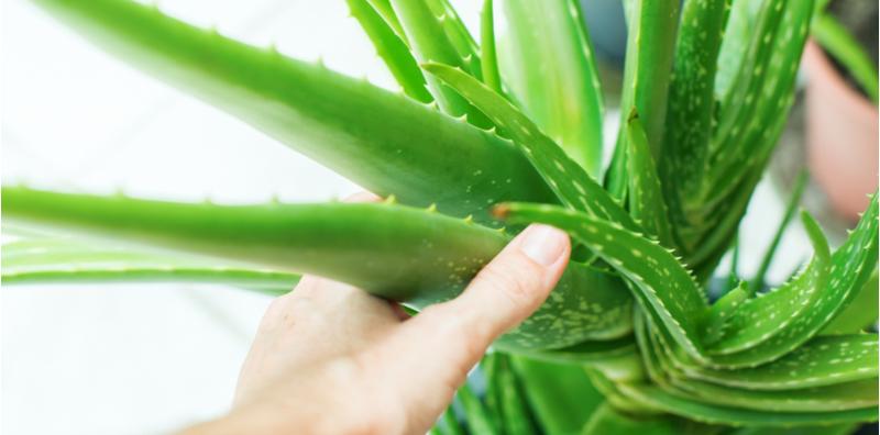 Cara Merawat Jerawat Menggunakan Aloe Vera