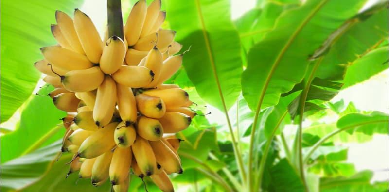 Pisang Bagus Untuk Kesihatan Jantung & Pencernaan, Malah Kaya Dengan Pelbagai Nutrisi