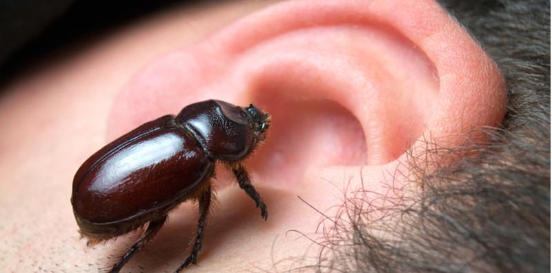 Serangga Besar Boleh Masuk Dalam Telinga! Macam Mana Nak Buang?