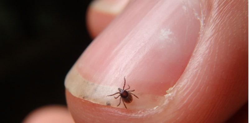 vektor-penyakit-serangga-zoonoses