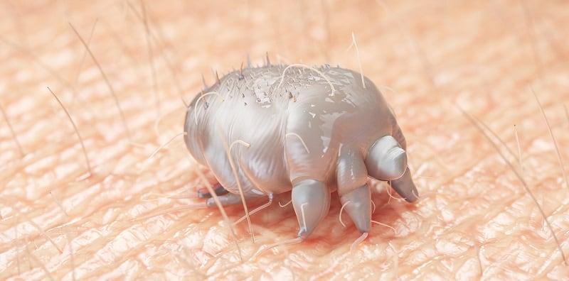 serangga-berbahaya-bawah-kulit