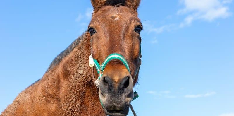 penggunaan-ivermectin-rawat-covid-19