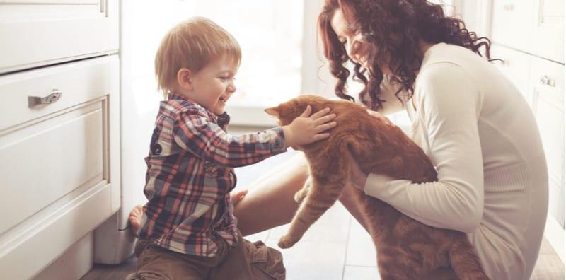 haiwan-peliharaan-di-rumah