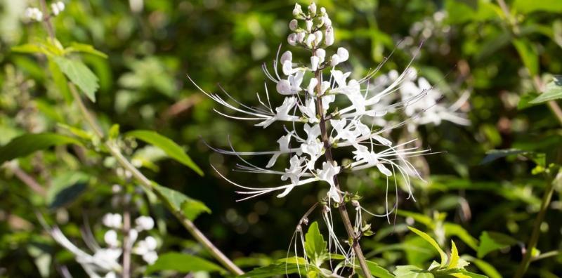 khasiat-teh-misai-kucing