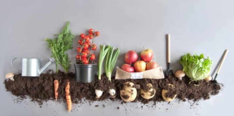 kebaikan-makanan-organik