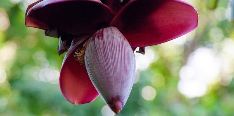 jantung-pisang-khasiat