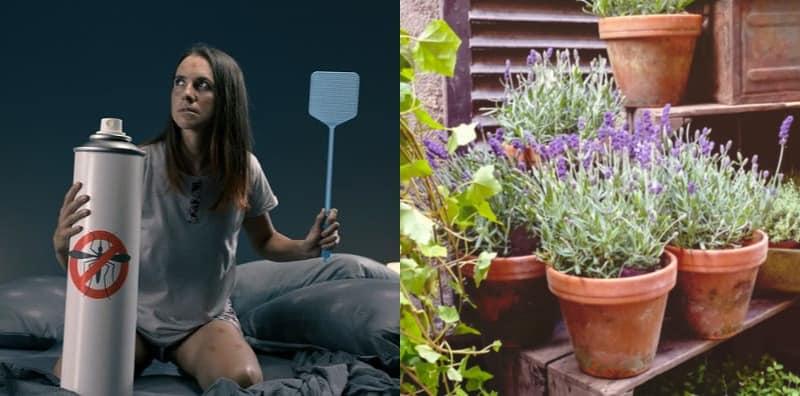 Selalu Kena Gigit Nyamuk? Ini 7 Pokok Halau Nyamuk Anda MESTI Tanam Di Rumah!