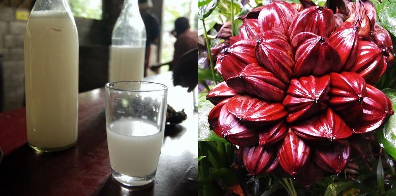 bahaya-air-nira-nipah