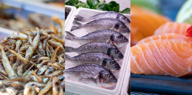 jenis-ikan-laut-manfaat