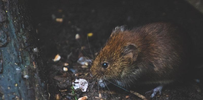 Terbau Tahi Tikus Di Rumah? Ini 6 Tanda Kediaman Anda Sudah Jadi Sarang 'CIK TI'!