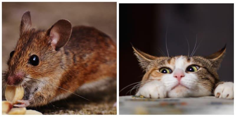 'Cik Ti' Bersarang Dalam Rumah? Buat 7 Cara Halau Tikus Ini, Berkesan!