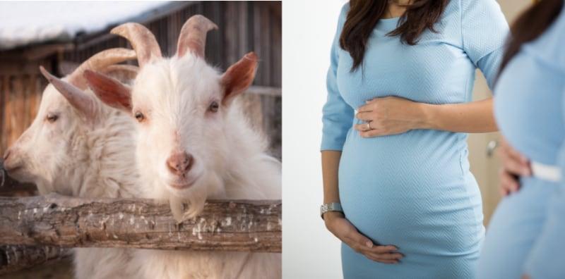 bahaya-susu-kambing-di-awal-kehamilan