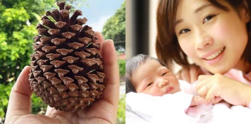 Pernah Dengar Nenas Batu? Ada Banyak Khasiatnya, Terutama Untuk Ibu Lepas Bersalin