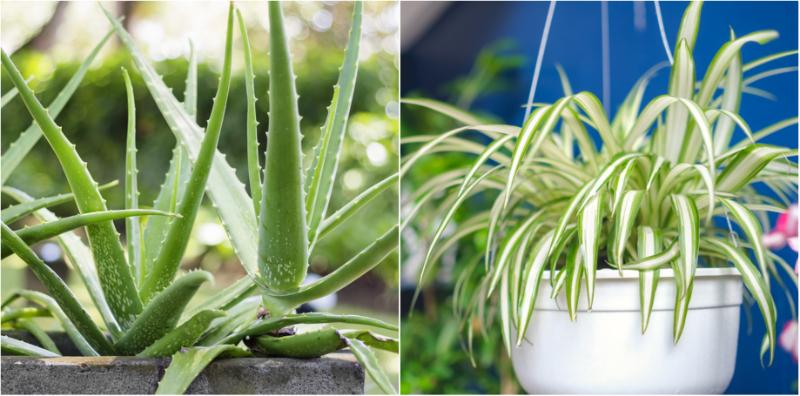 Tanam 7 Pokok Hiasan Ini Di Laman Rumah! Bukan Saja Tahan Panas, Tapi Juga Boleh Tapis Udara!